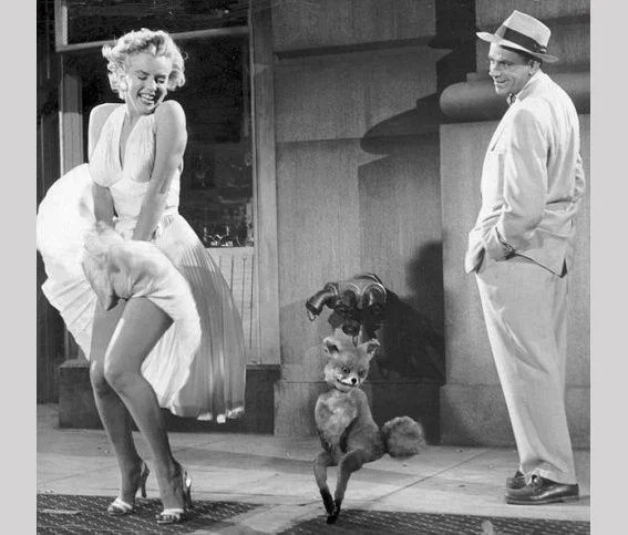 The Stoned Fox meme inserted into the iconic Marilyn Monroe subway grate scene, an example of the taxidermy fox's viral photoshop battles.