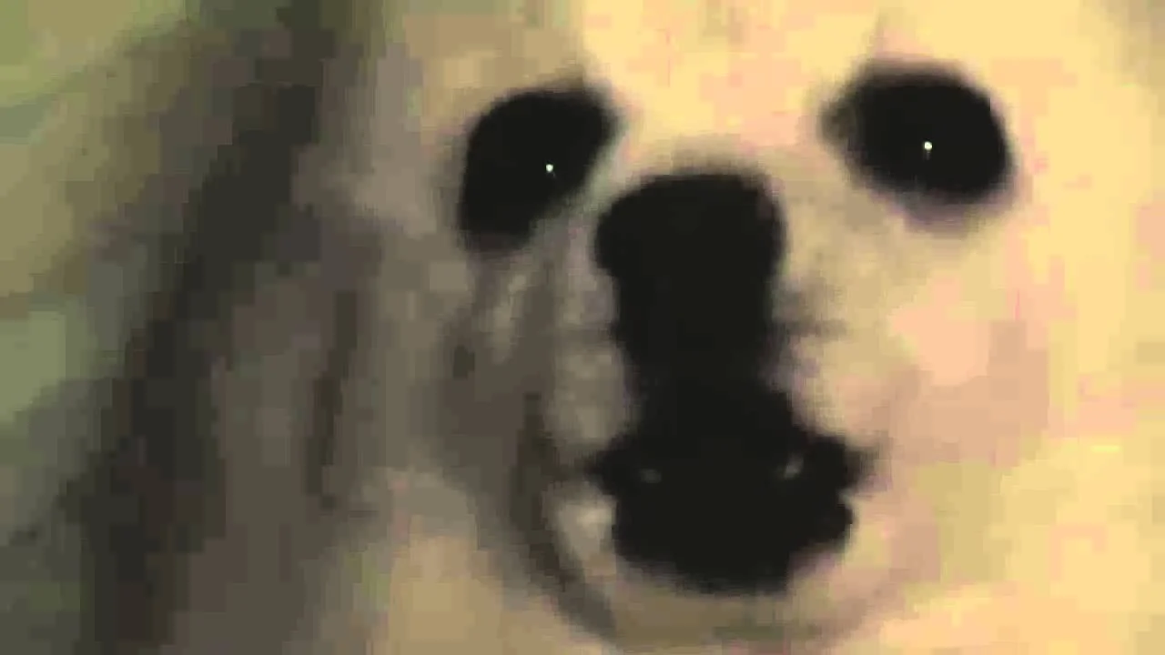 Iconic close-up still of Gabe the Dog, the white Pomeranian whose distinctive 'bork' became the sample used in countless remix videos.