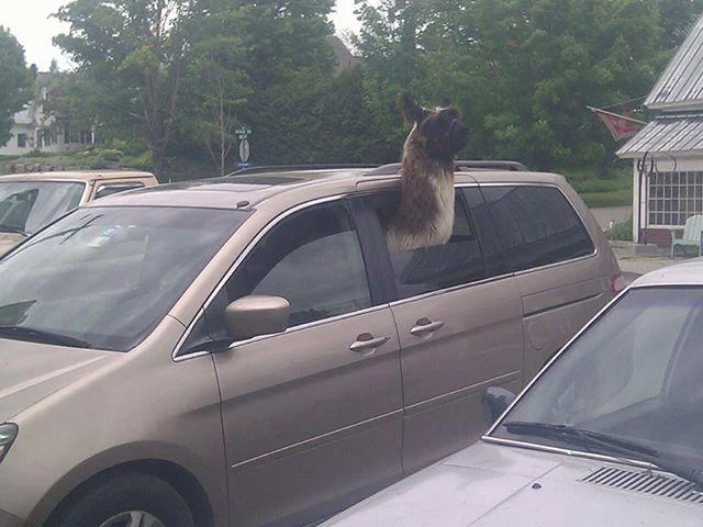 A llama riding in a minivan, a viral photo often captioned with the 'Get in loser' phrase.