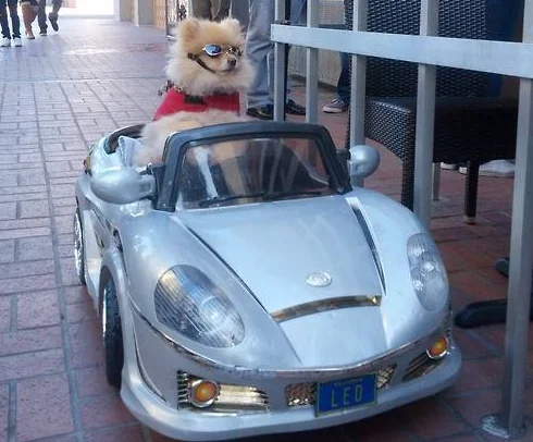 A stylish Pomeranian in a miniature convertible, a classic image paired with the 'Get in loser' caption.