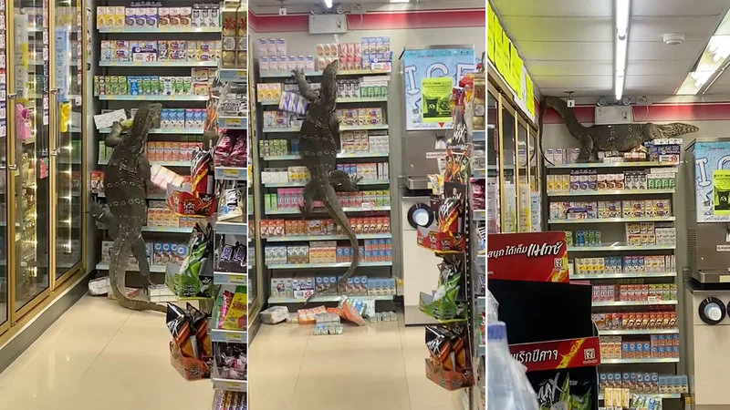 Monitor lizard scaling supermarket shelves.