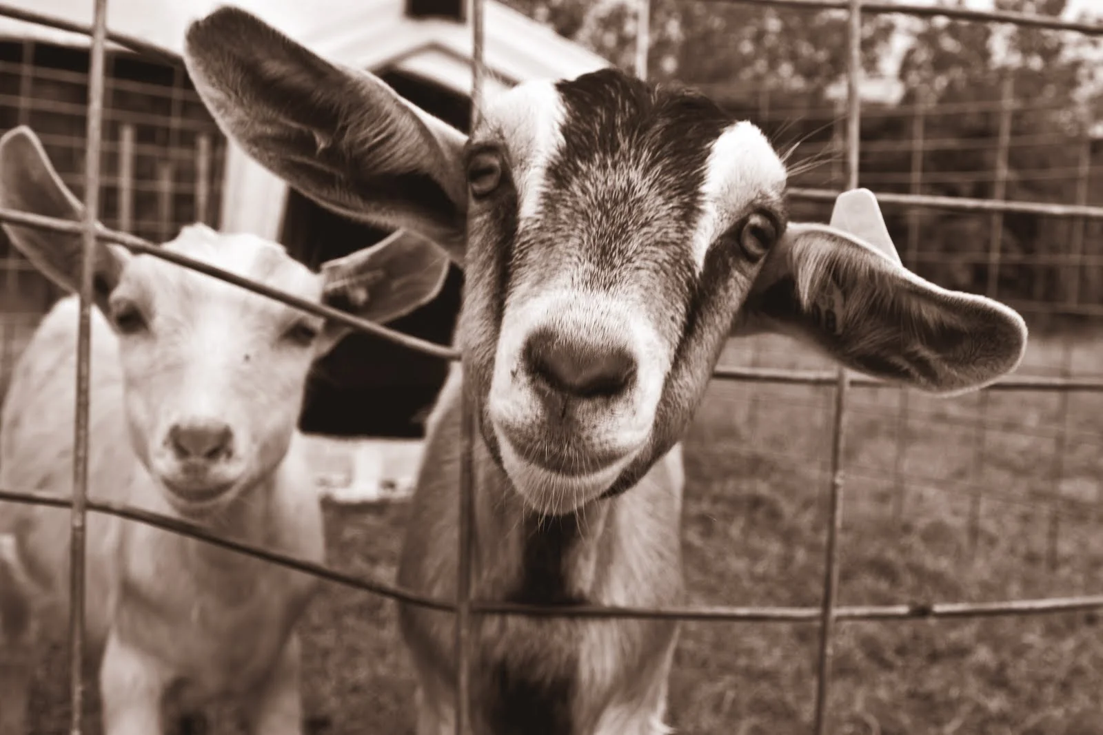 Curious goats peek through a wire fence in this widely circulated portrait often used to represent the animal online.