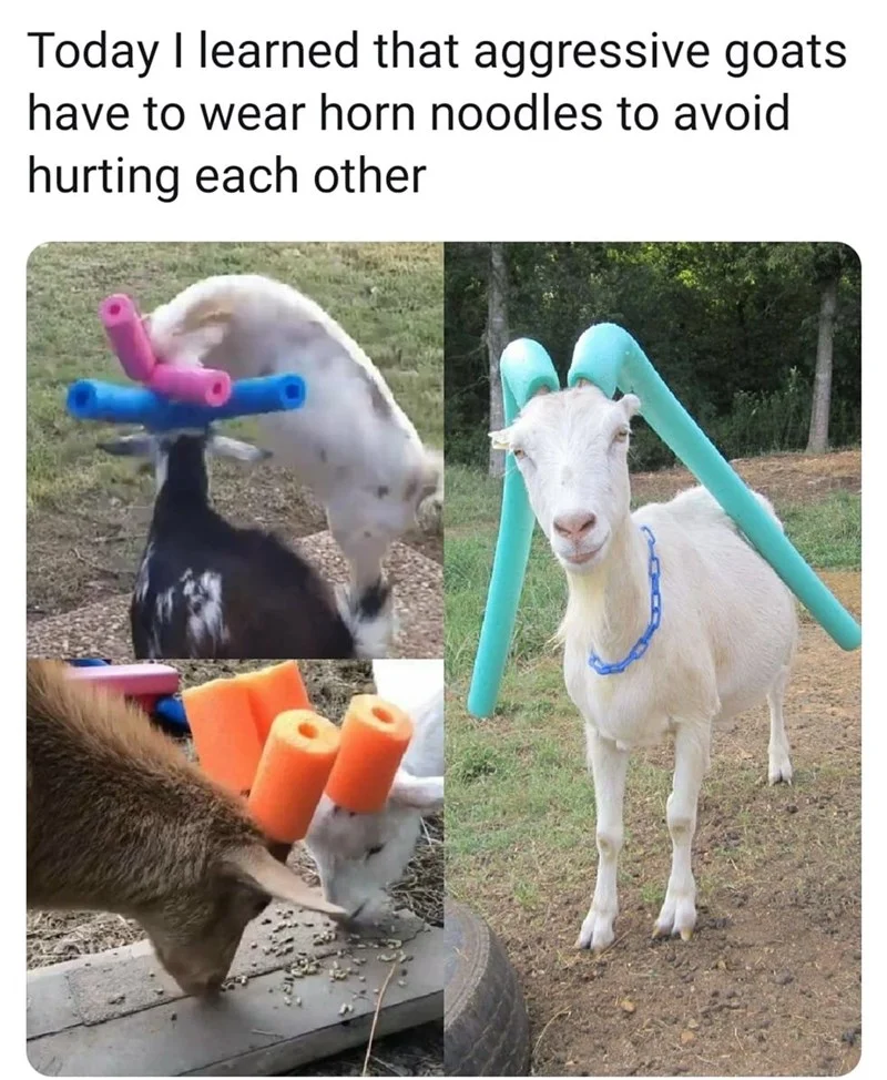 A viral social media post celebrating the 'geep,' a goat-sheep hybrid that has become a favorite subject of goat-related meme threads.