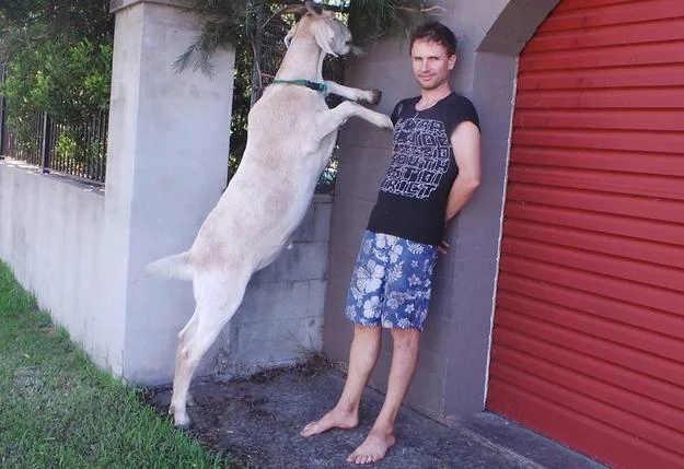 A remarkably tall goat rears up beside its owner, illustrating just how large the animals can grow.