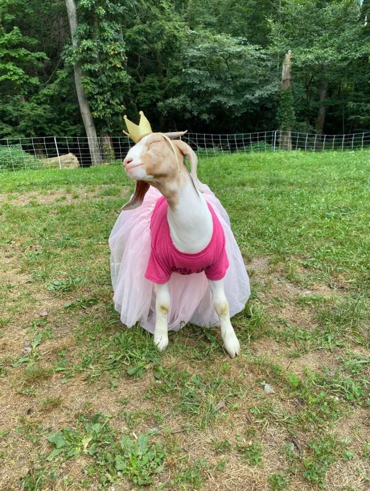 A darkly humorous meme contrasting a goat against a sea of sheep, a recurring format in goat meme culture.