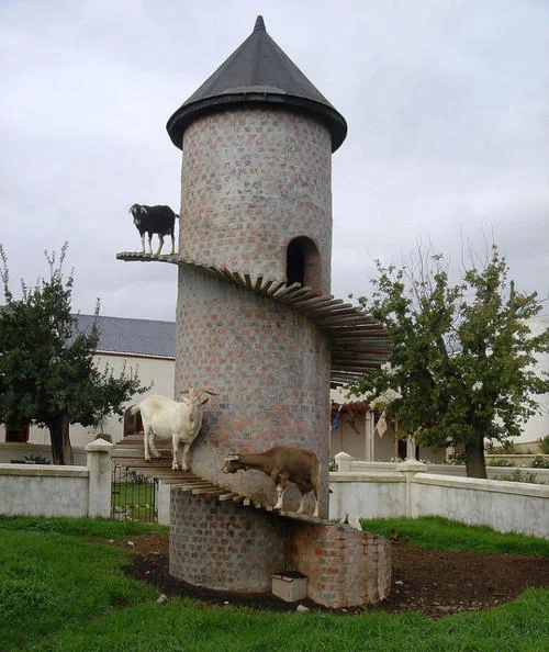 Goats scale a purpose-built spiral tower, showcasing their famous climbing ability.