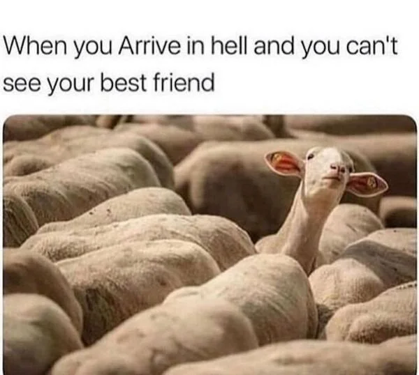 A popular 'today I learned' meme showcasing goats fitted with pool-noodle horn covers to prevent injuries.
