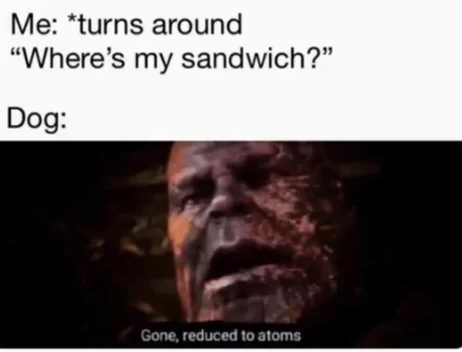 Dog sandwich disappearance meme.