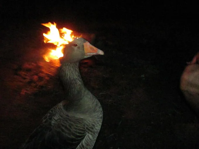 Full-resolution version of the viral goose-on-fire photograph that spawned the meme.