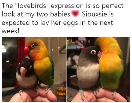 A viral tweet applying the 'goth gf' joke to a pet lovebird pairing that inspired the animal-themed spinoffs of the meme.