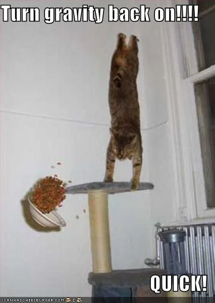 The classic 'Gravity Cat' LOLcat image, showing a tabby cat seemingly suspended in mid-air with the caption 'Turn gravity back on!!!! QUICK!'