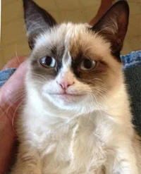 Close-up Grumpy Cat face.