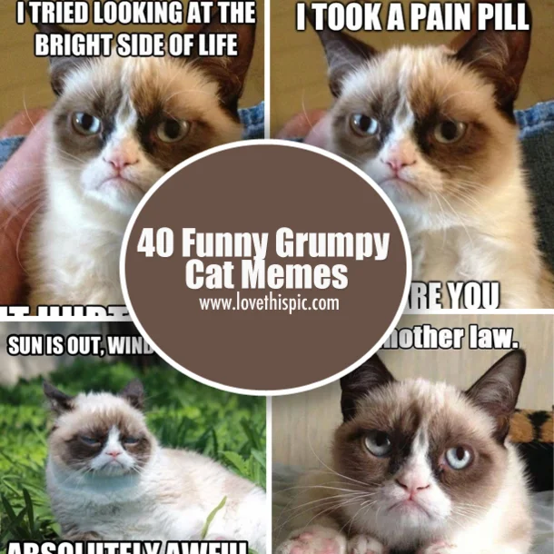 40 Grumpy Cat memes compilation.