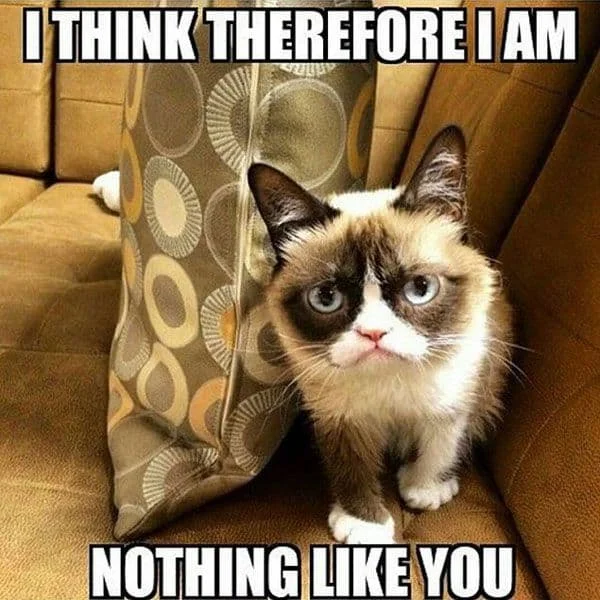 Grumpy Cat