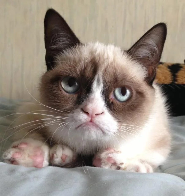 Tardar Sauce scowl photograph.