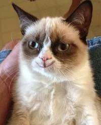 Perpetually grumpy portrait.