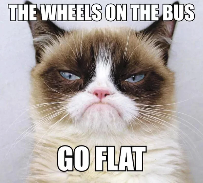 Grumpy Cat