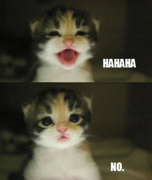 A kitten version of the 'HAHAHA / NO' setup-and-deadpan meme.