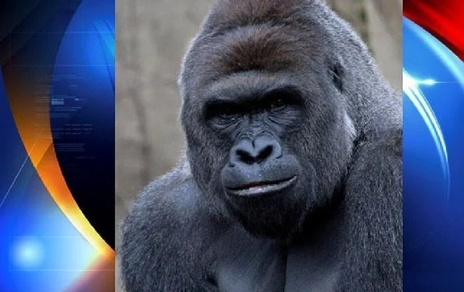 Harambe
