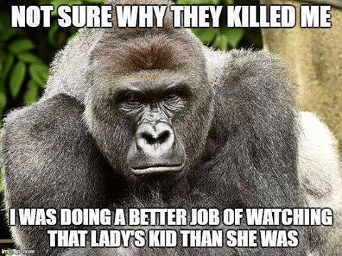 Iconic Harambe meme sarcastically defending the gorilla's actions.