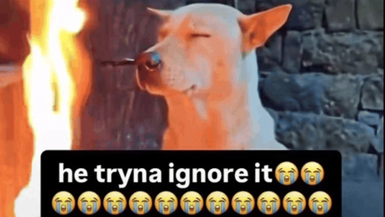 The original 'he tryna ignore it' meme template featuring a serene dog seemingly unbothered by the flames beside it.