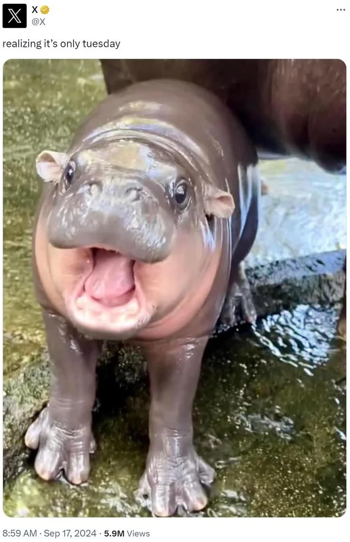 Baby hippo expressing relatable despair about early week.