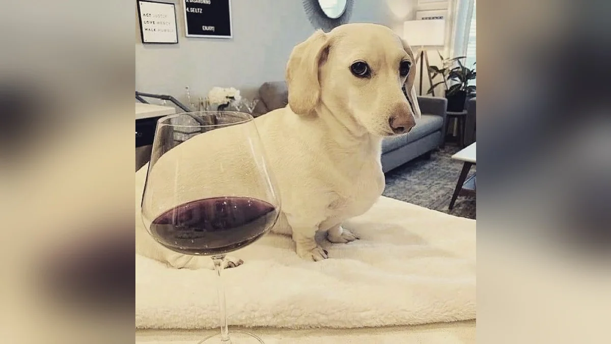 The original cover photo of the dachshund that became known as the 'Homophobic Dog' meme.