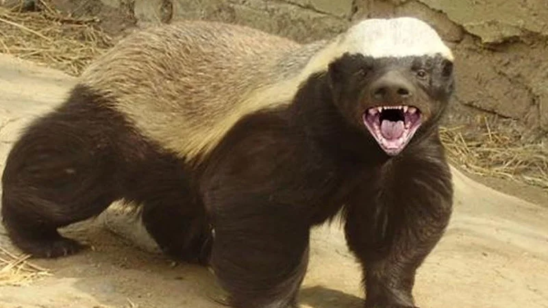 The fearless honey badger that inspired the viral meme phenomenon.