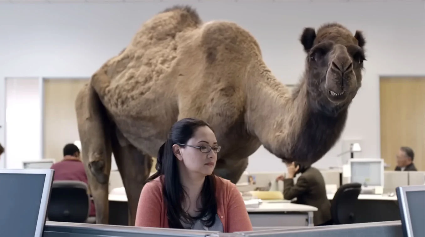 A still from the iconic 2013 GEICO Hump Day commercial, the source of the meme's mainstream popularity.
