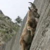 The original Alpine ibex photo that sparked the viral meme.