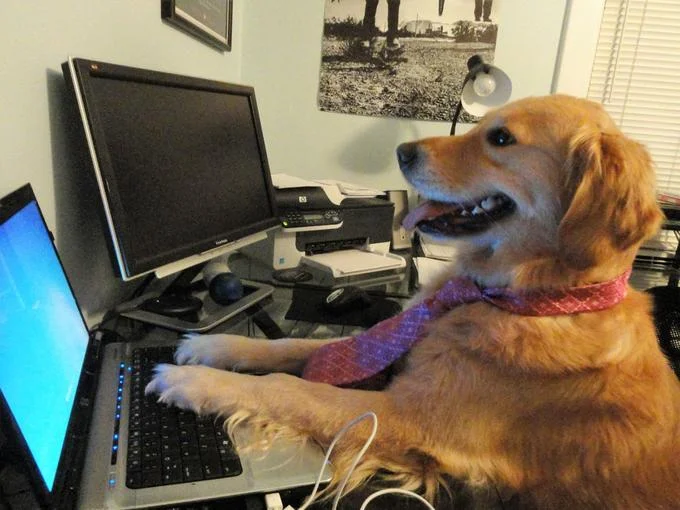The unedited source photograph behind the 'Business Dog' variant of the meme.