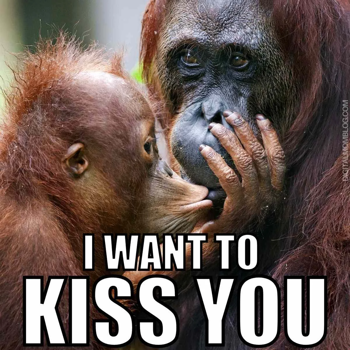 Primates expressing affection with kiss gesture.