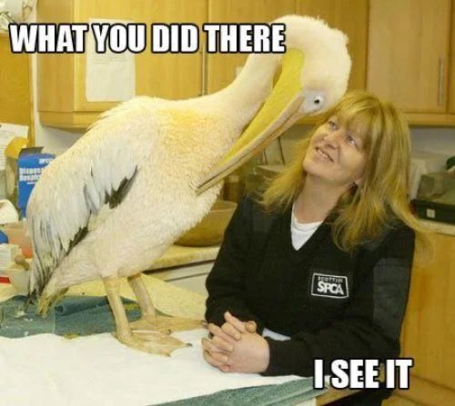 A pelican photobombs a Scottish SPCA worker in this popular variation of the 'I See What You Did There' meme.