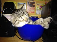 Cat occupying an unusual object space.