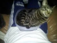 Tabby cat in blue container demonstrating the behavior.