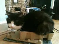 Black and white cat in confined cardboard space.