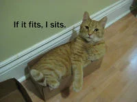 Tabby in doorway with minimalist caption.