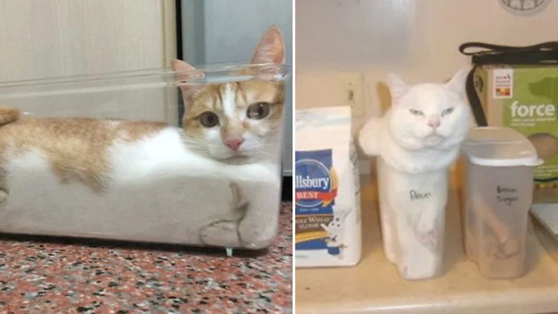 Multiple cats demonstrating the universal behavior.