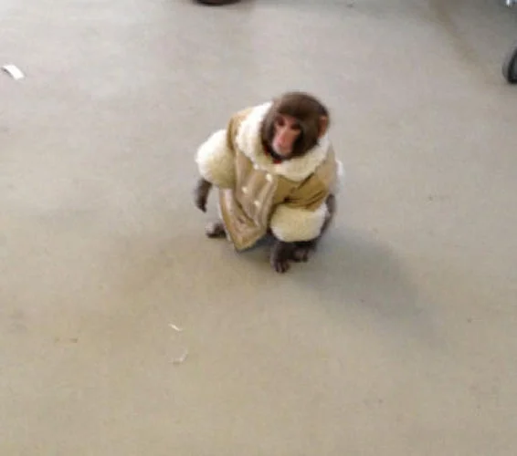 A close-up shot of Darwin inside the IKEA, showcasing the tailored shearling coat that made him an internet sensation.