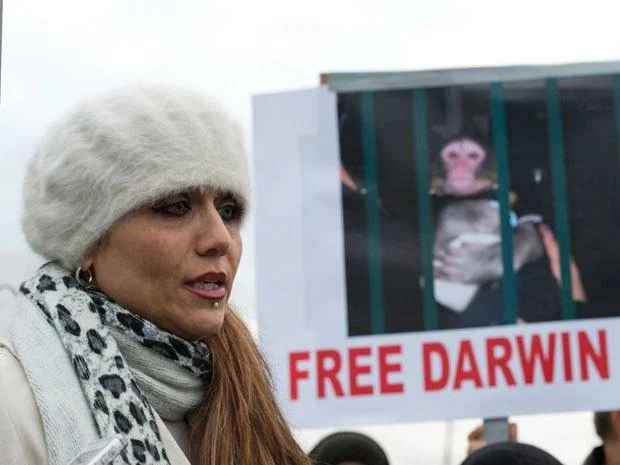 Yasmin Nakhuda campaigns publicly to "Free Darwin" during the highly publicized fight for custody of the IKEA Monkey.