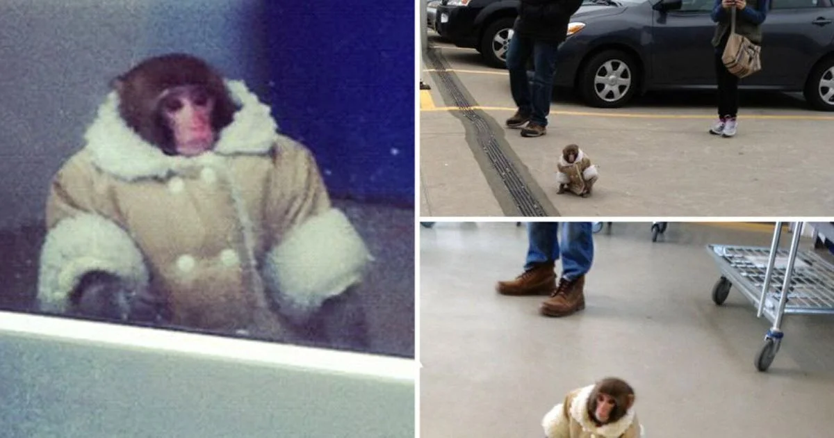 The famous IKEA Monkey collage: Darwin the Japanese macaque in his shearling coat, photographed inside and outside a Toronto IKEA in December 2012.