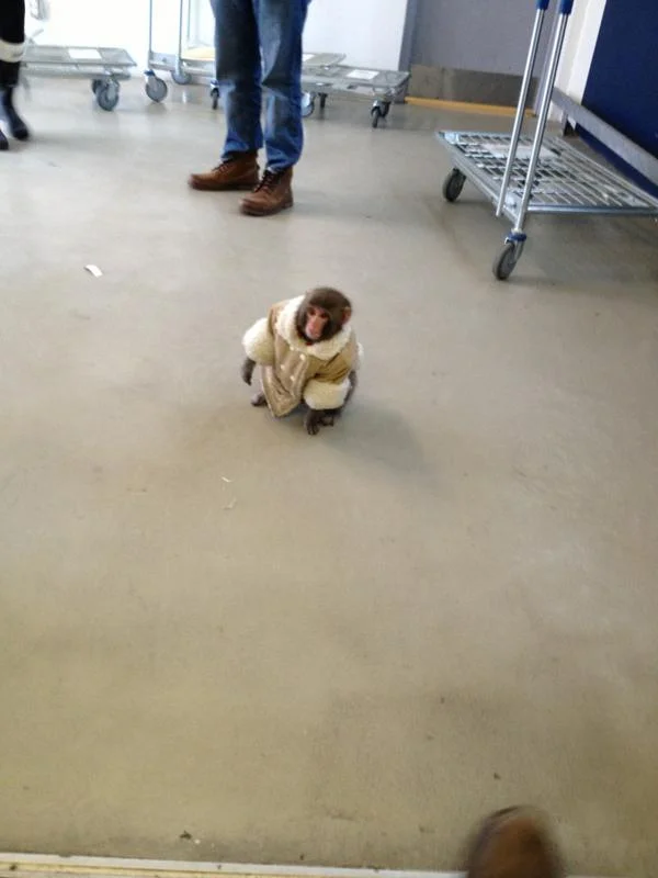 IKEA Monkey