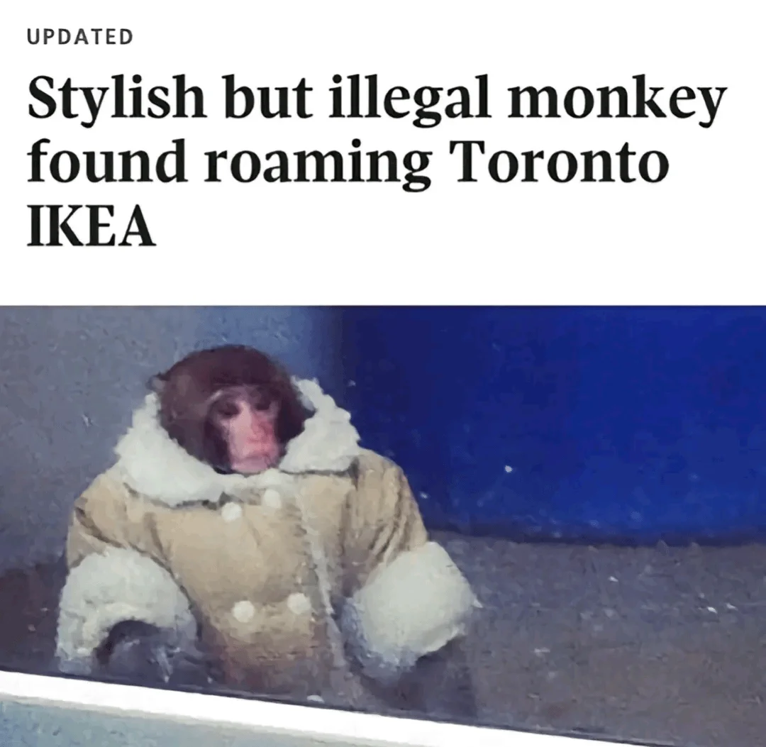 Another view of the widely shared news headline about Darwin, whose appearance at a Toronto IKEA in December 2012 became a worldwide viral story.