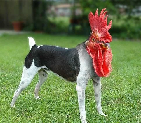 A bizarre photoshopped chimera of a dog and rooster, the kind of surreal content emblematic of the 'weird part of YouTube.'