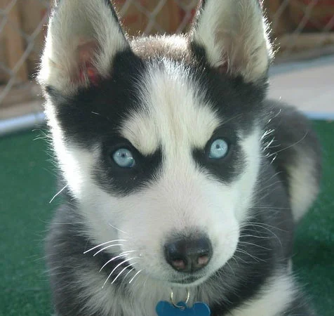 The original photograph of the Siberian Husky puppy whose intense stare became the basis for the Insanity Puppy meme.