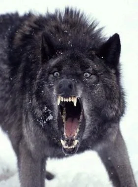 The quintessential Insanity Wolf expression.