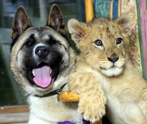 An unlikely pair: a domestic dog and a lion cub pose together as companions.