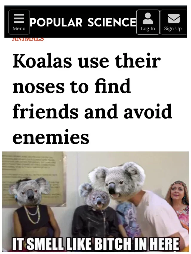 A Popular Science headline about koalas identifying friends and enemies by smell is paired with the meme, with koala faces replacing the original figures.