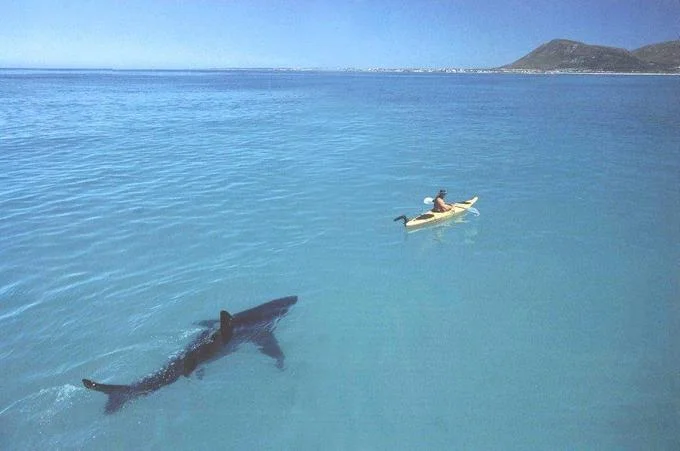 The often-shared photo of a kayaker unaware of a shark below, commonly paired with the 'It Will Be Fun They Said' caption.