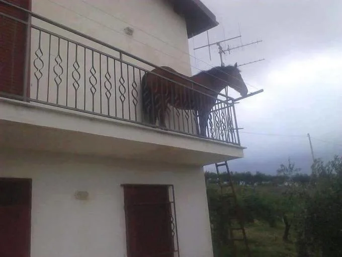 Juan (Horse on Balcony)